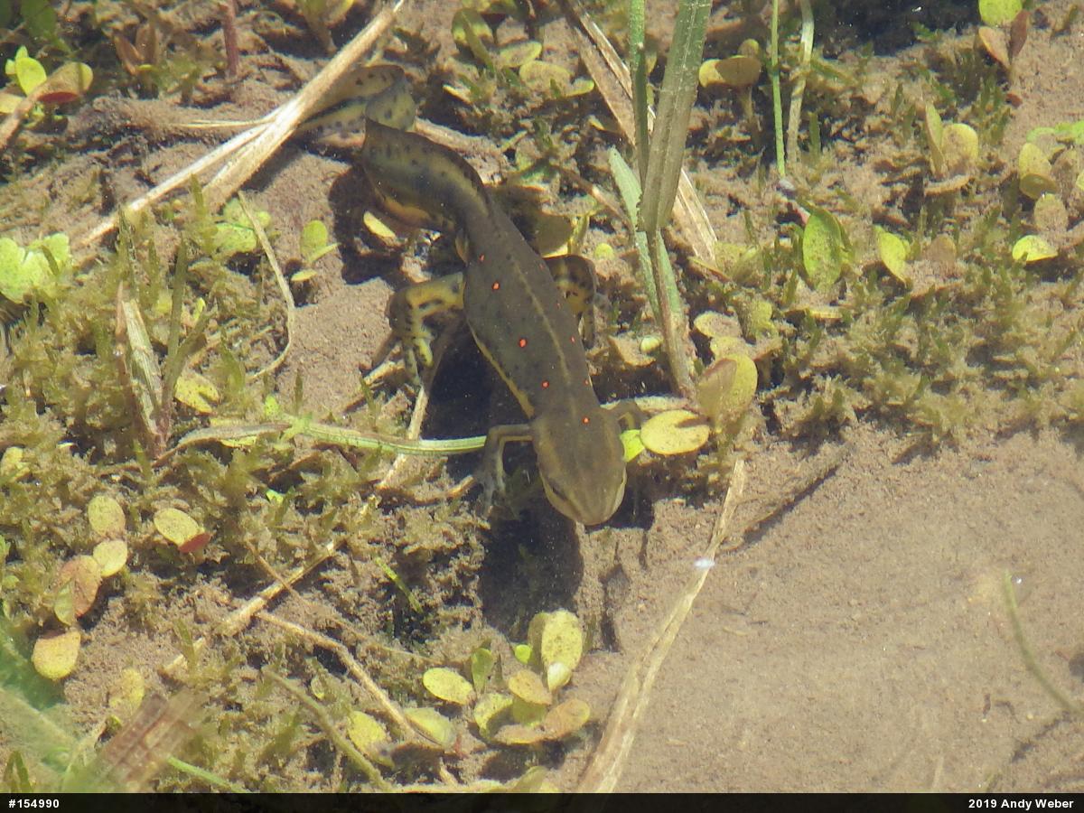 Red-spotted Newt