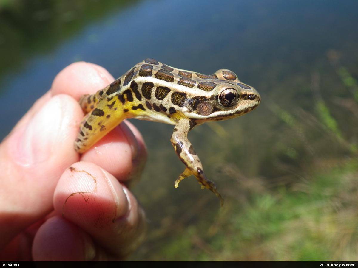 Pickerel Frog