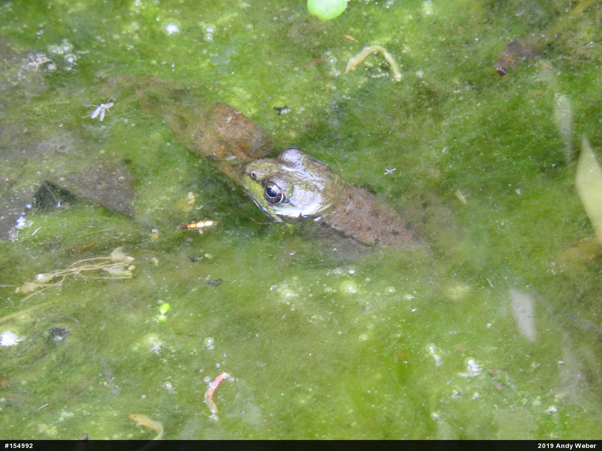 Green Frog