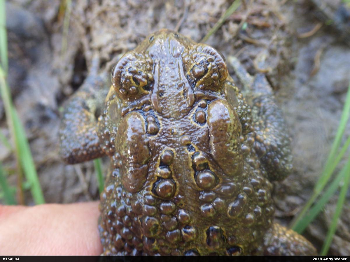 Eastern American Toad