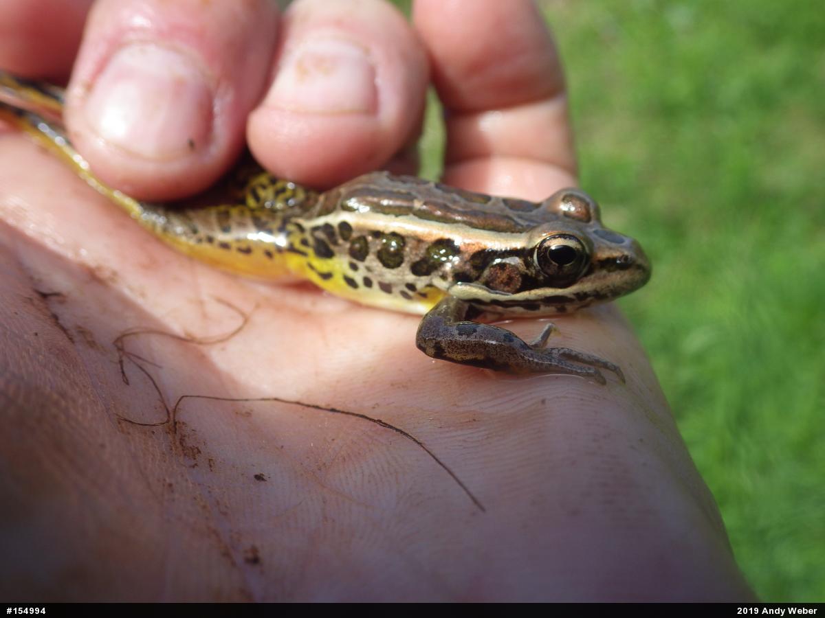 Pickerel Frog