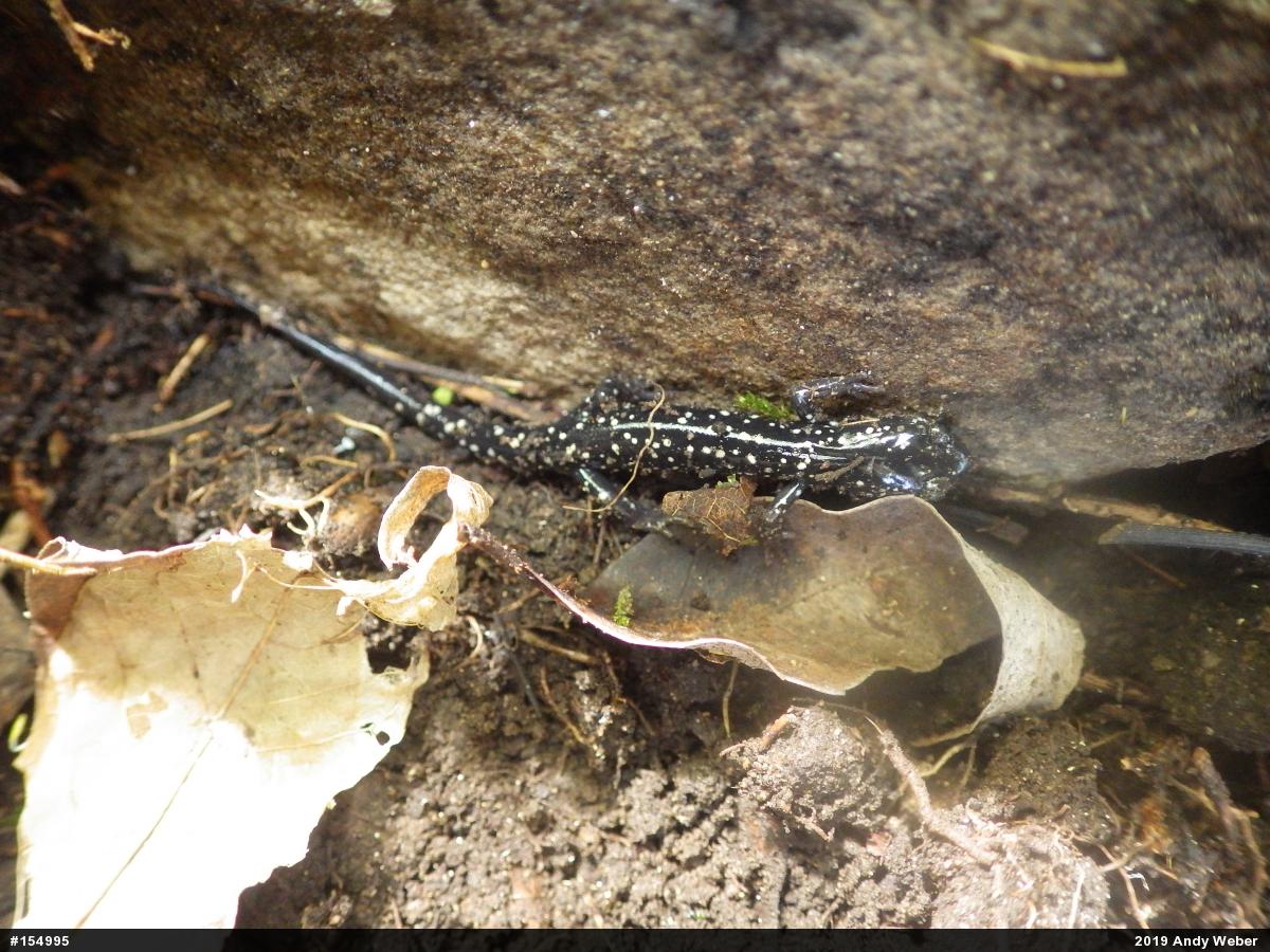 Northern Slimy Salamander