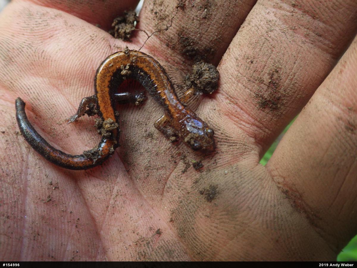 Eastern Red-backed  Salamander