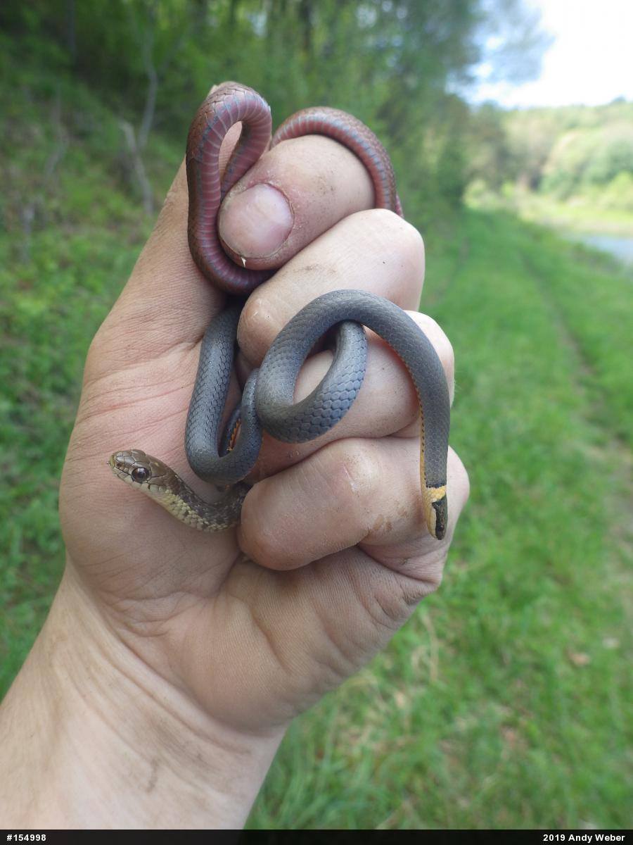 Northern Ring-necked Snake