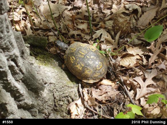 Eastern Box Turtle