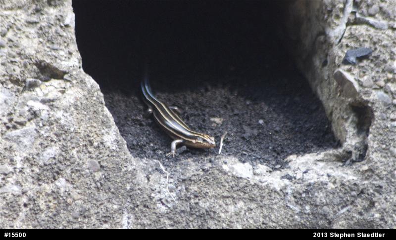 Common Five-lined Skink