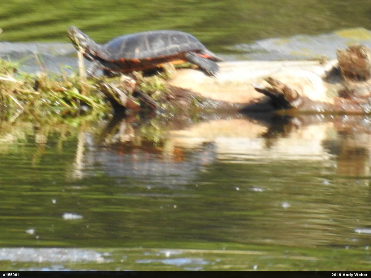 Painted Turtle