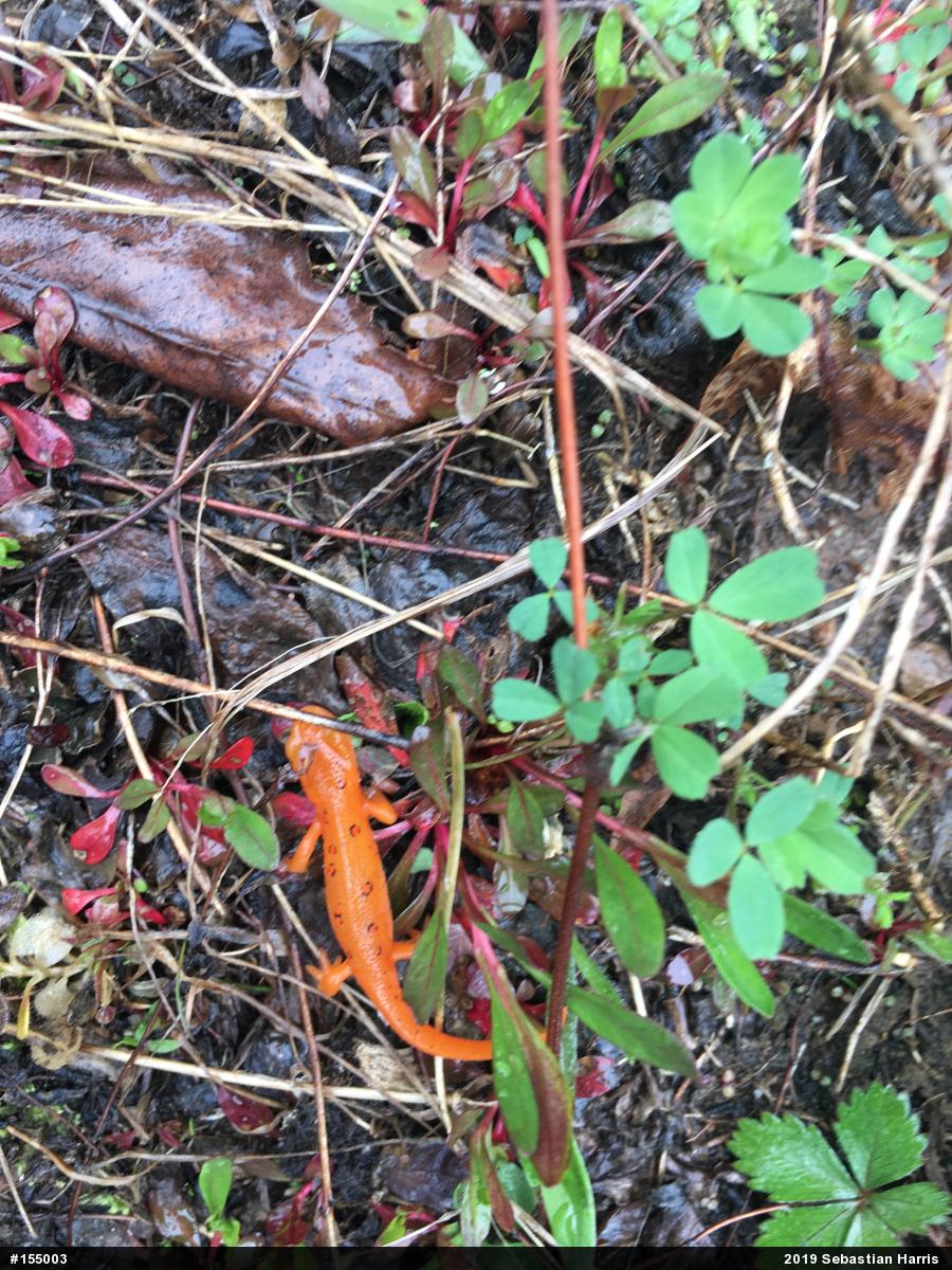 Red-spotted Newt