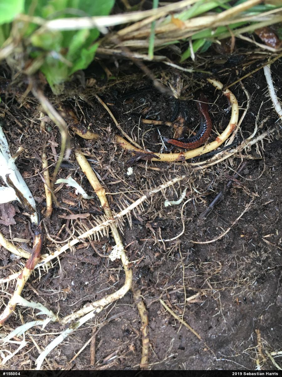 Eastern Red-backed  Salamander