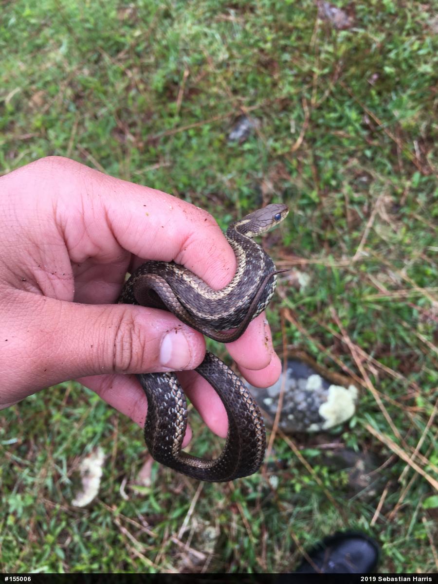 Eastern Gartersnake