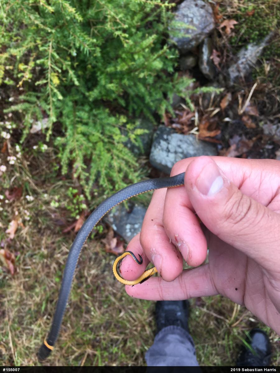 Northern Ring-necked Snake