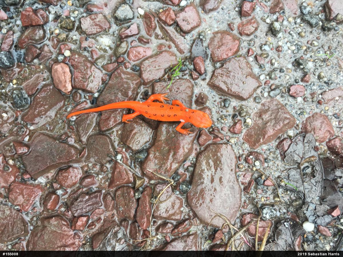 Red-spotted Newt