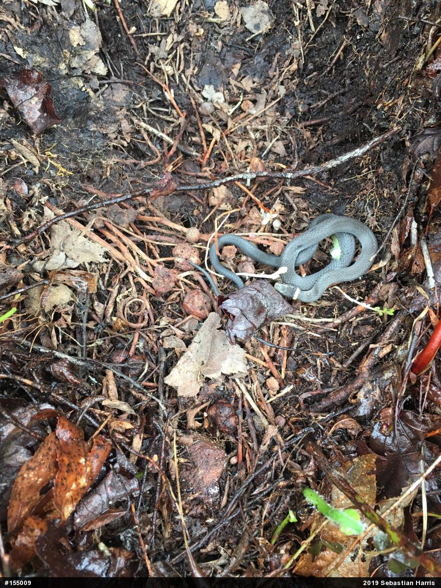 Northern Ring-necked Snake