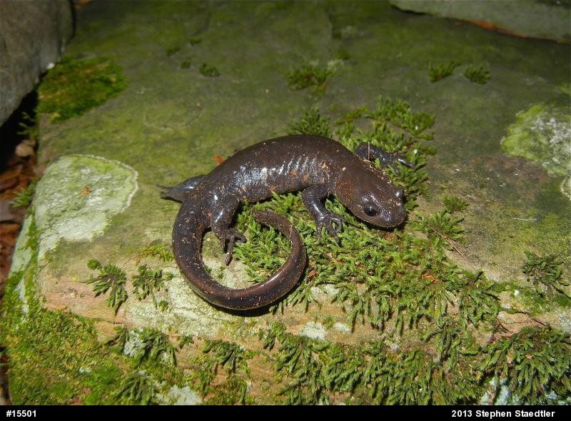 Jefferson Salamander