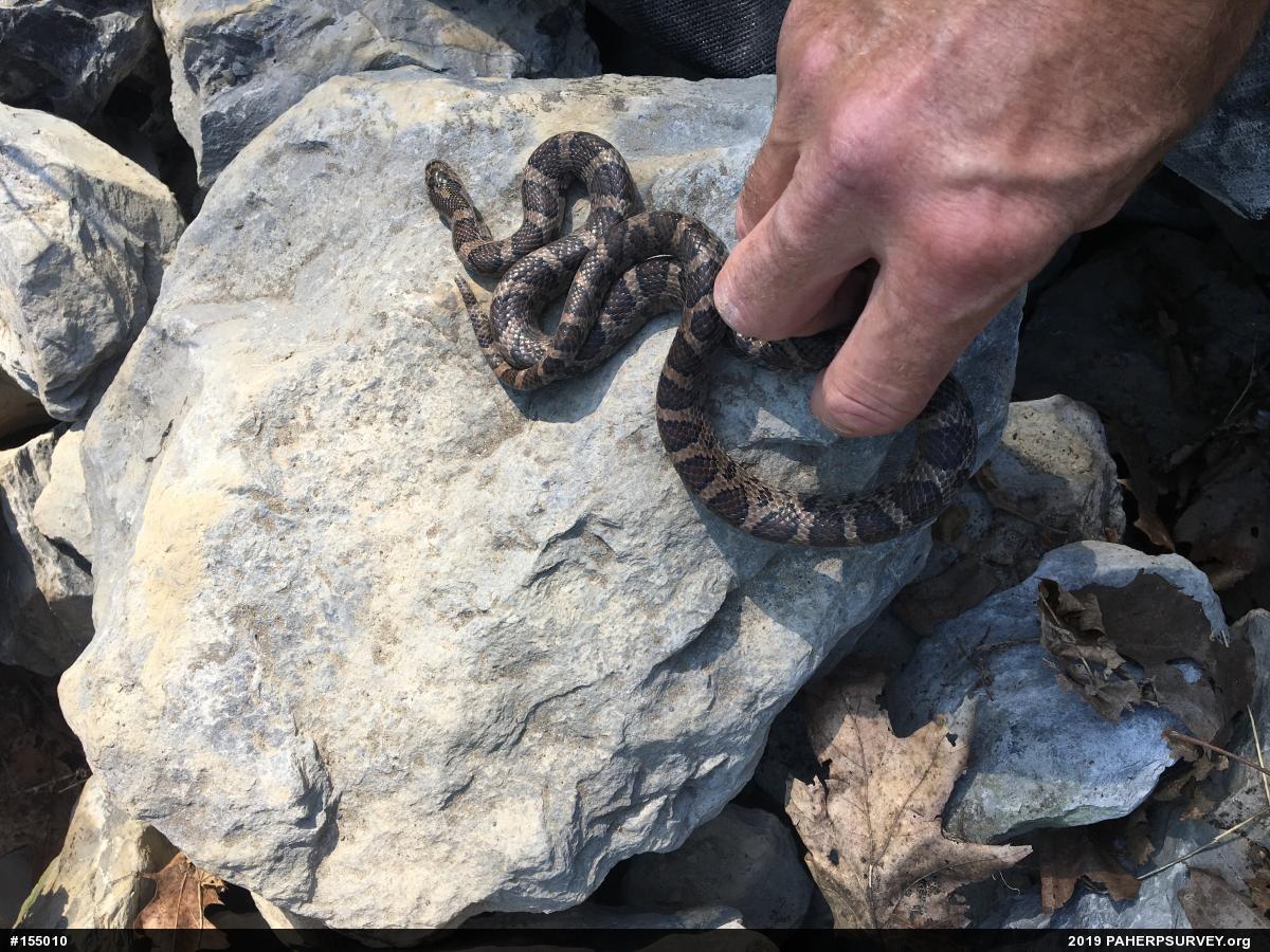Eastern Milksnake
