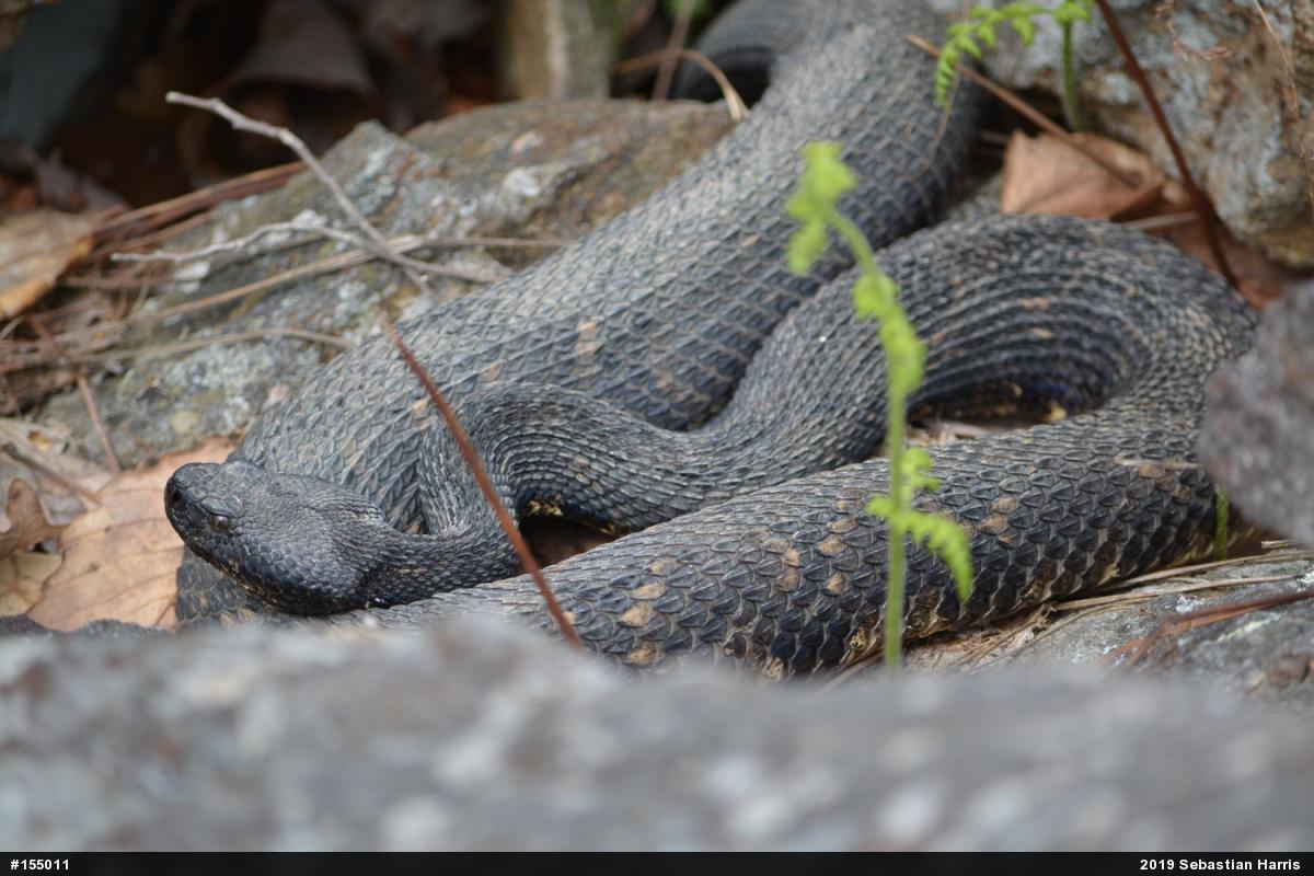Timber Rattlesnake