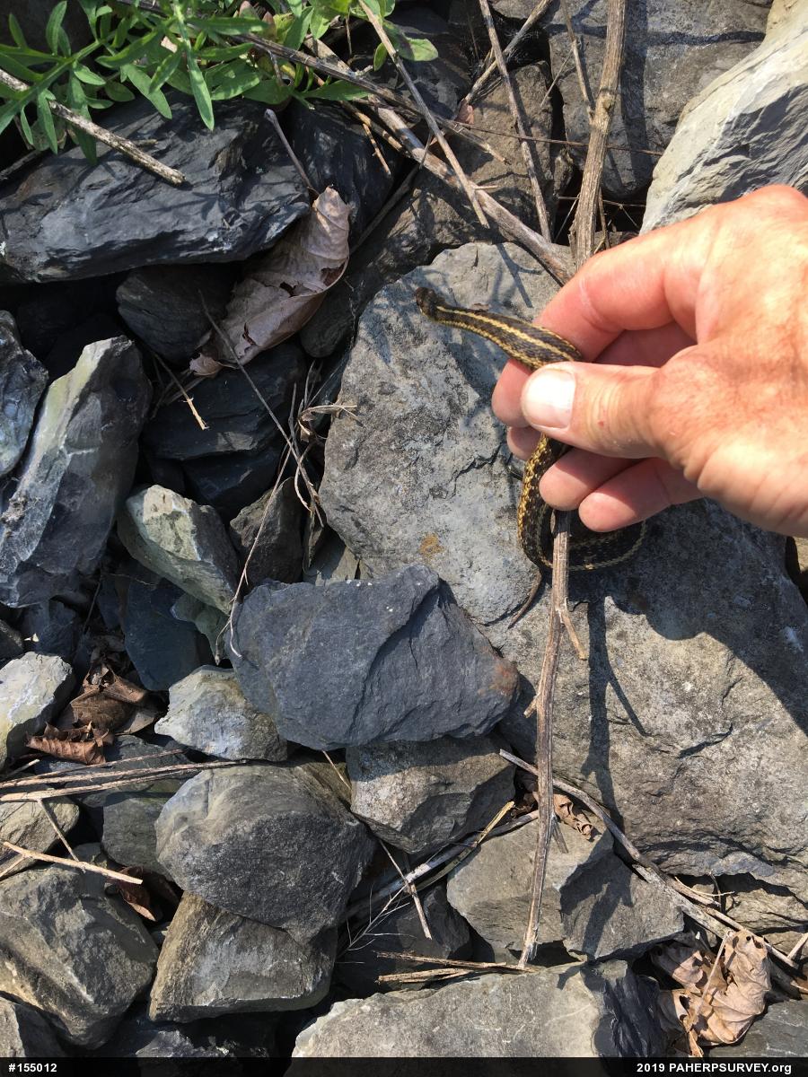 Eastern Gartersnake