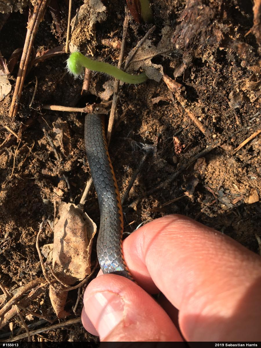 Northern Ring-necked Snake
