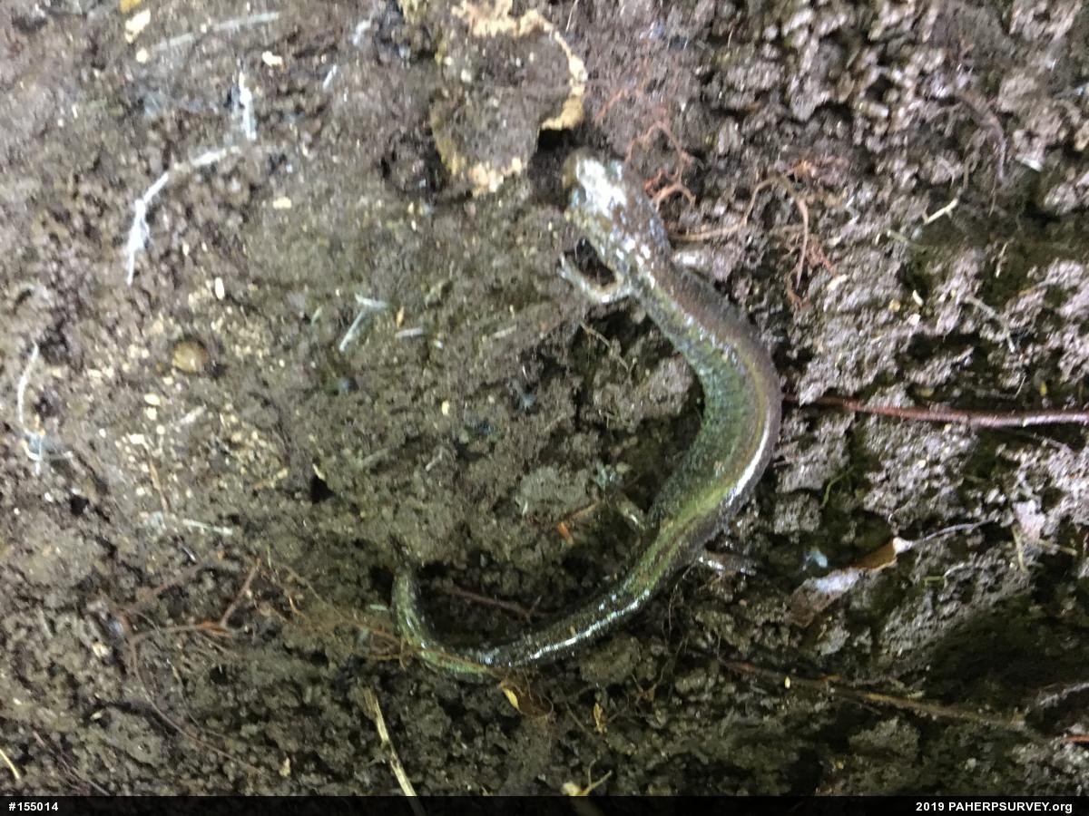 Eastern Red-backed  Salamander