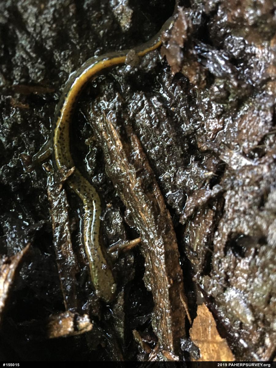 Northern Two-lined Salamander