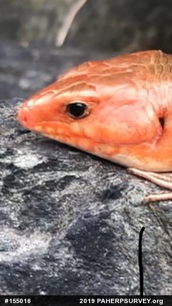 Broad-headed Skink