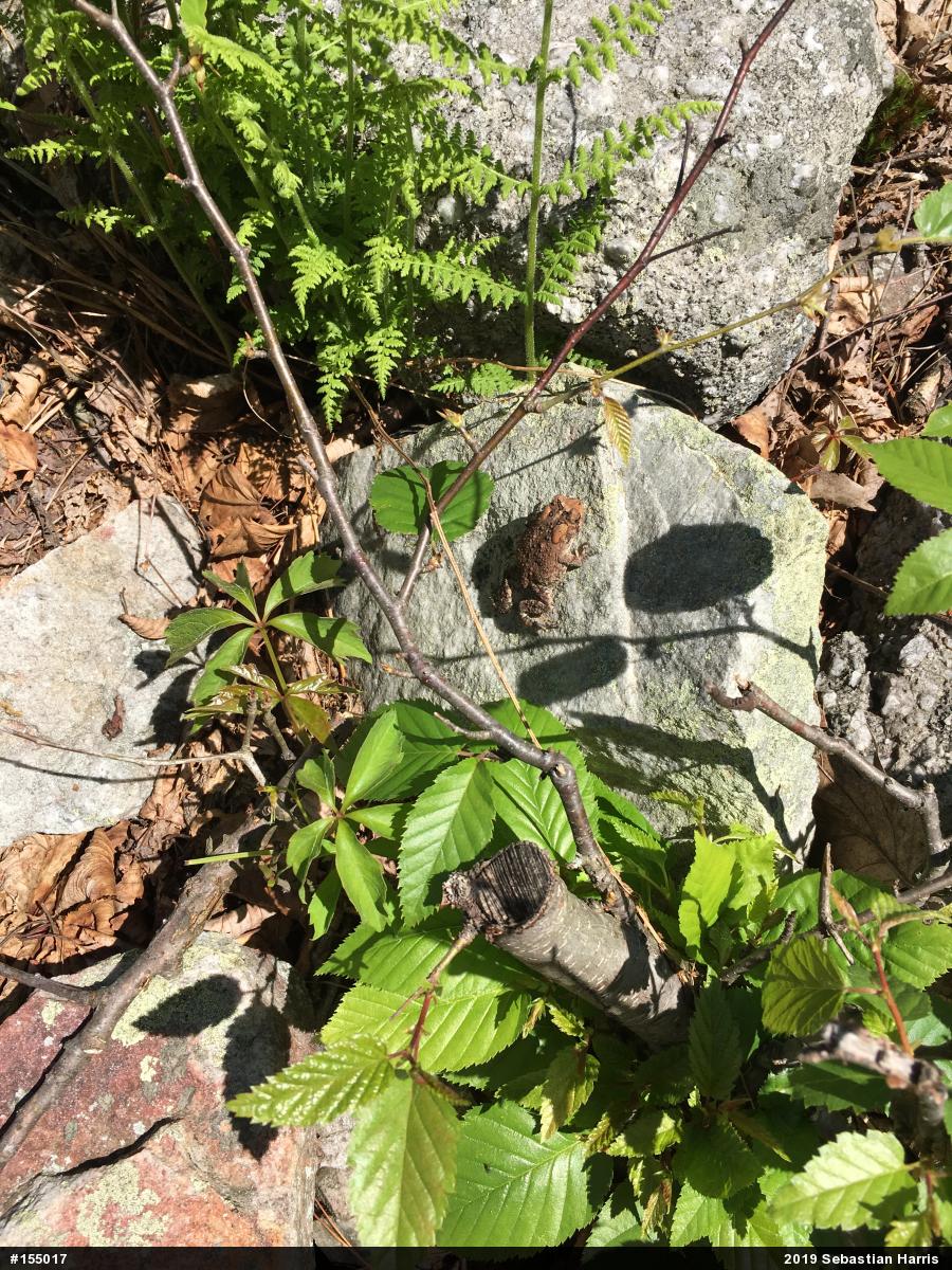Eastern American Toad