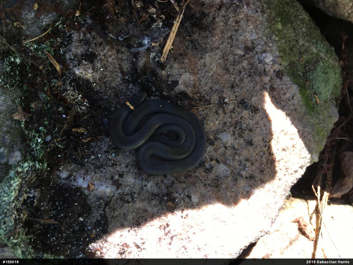 Northern Ring-necked Snake