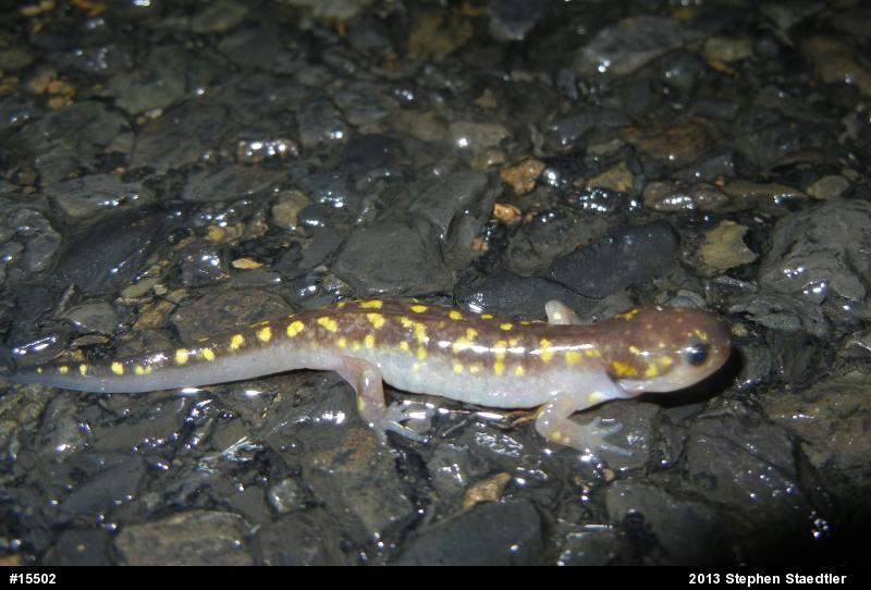 Spotted Salamander