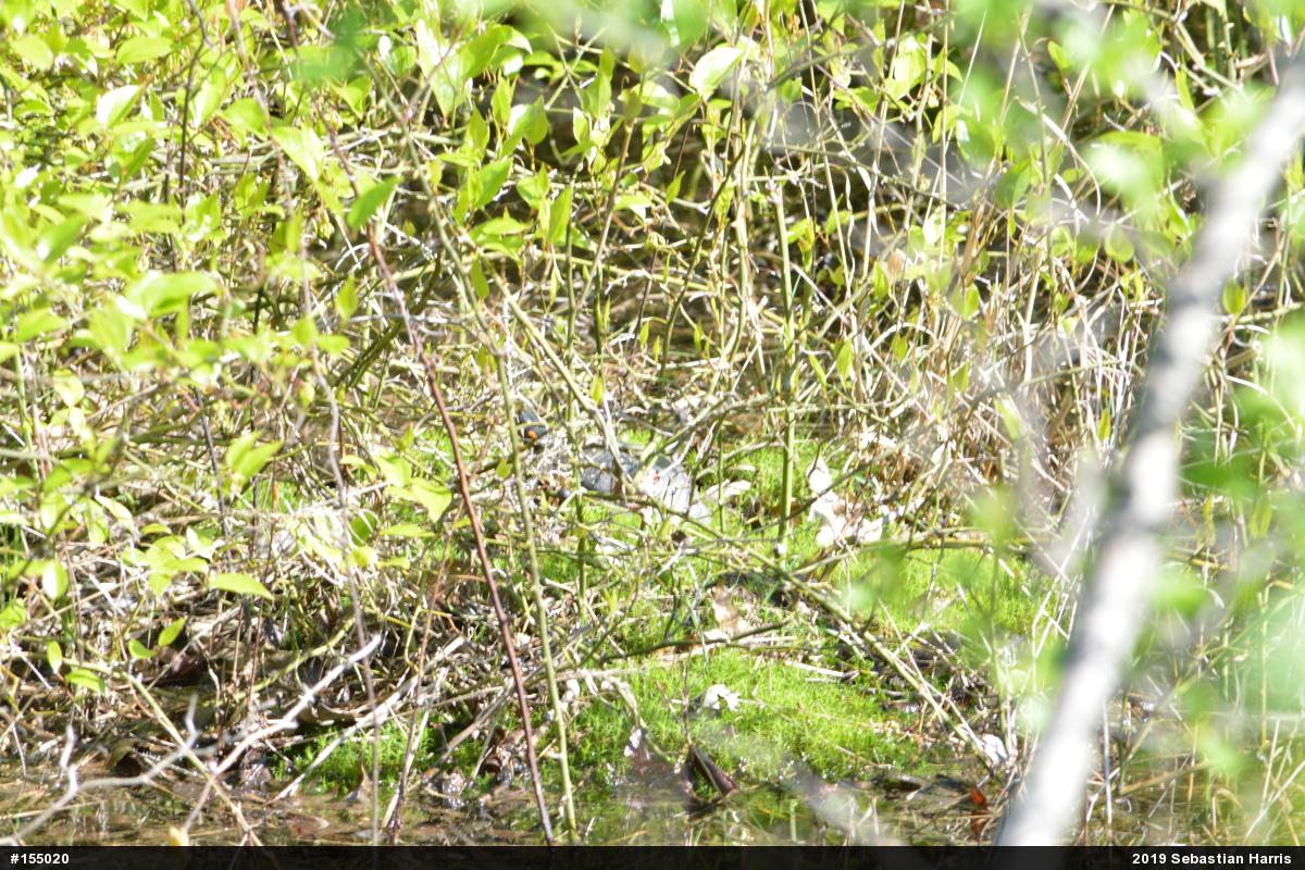 Spotted Turtle