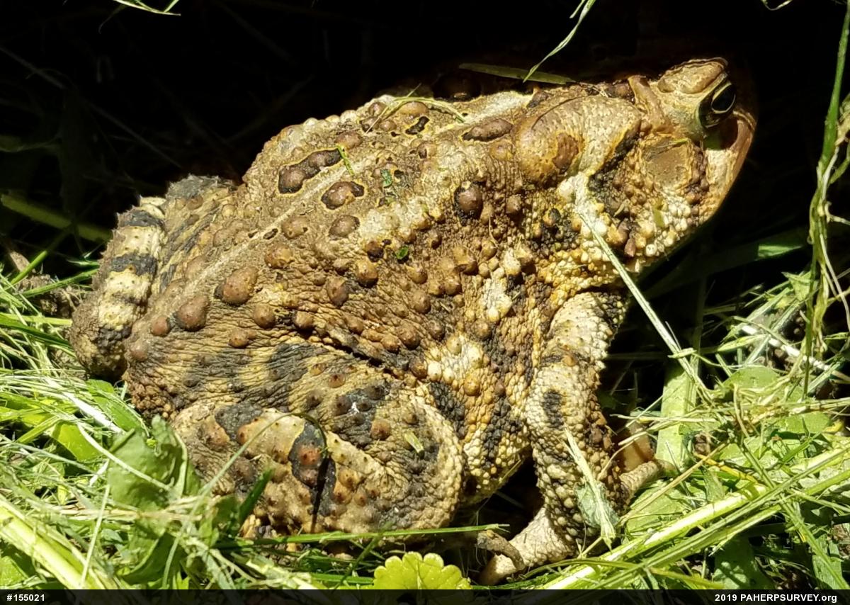 Eastern American Toad