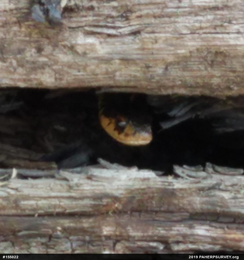 Eastern Gartersnake
