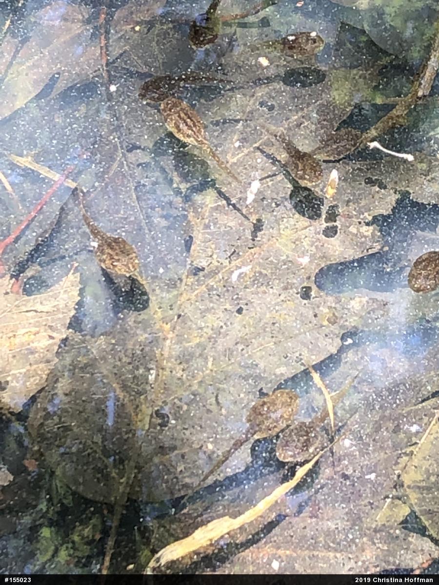 Wood Frog