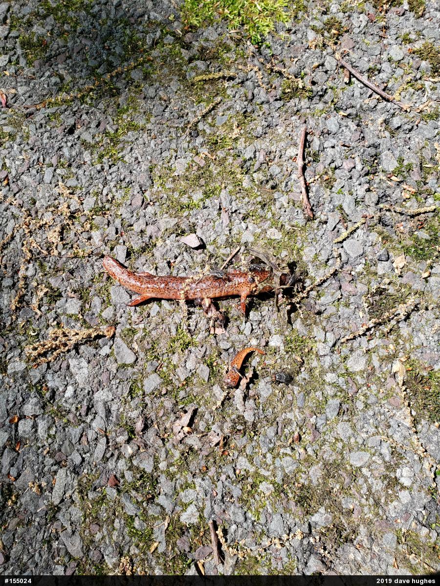 Northern Red Salamander