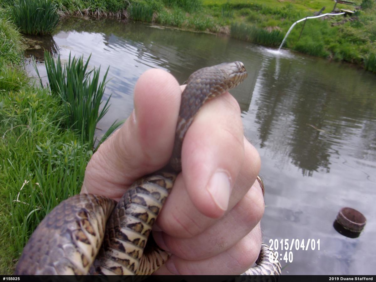 Northern Watersnake