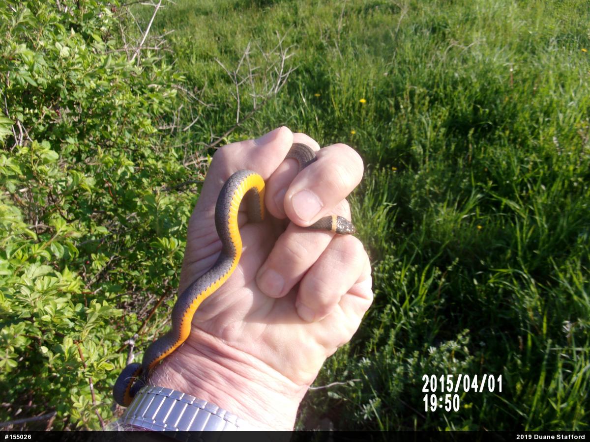Northern Ring-necked Snake