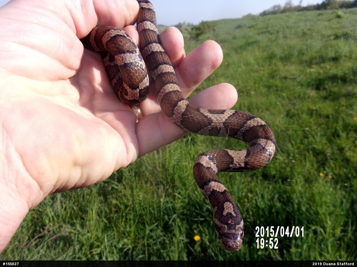 Eastern Milksnake