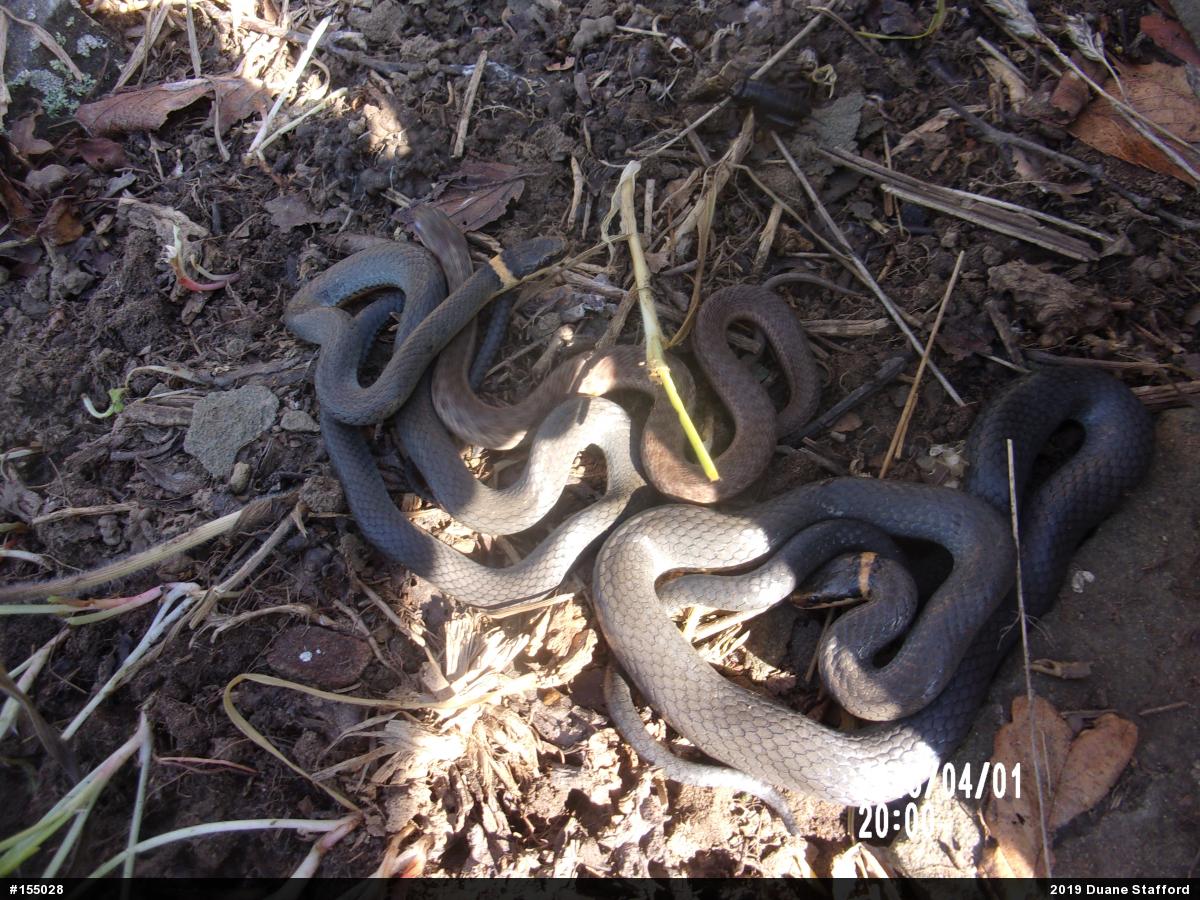 Northern Ring-necked Snake