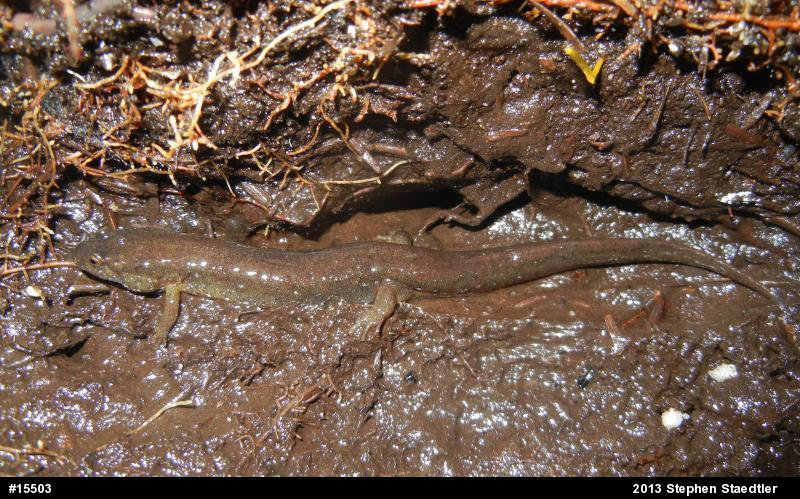 Northern Dusky Salamander