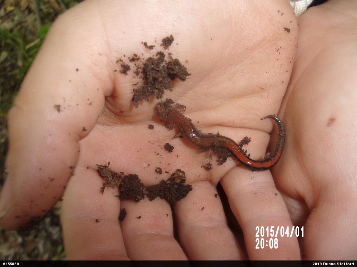 Eastern Red-backed  Salamander