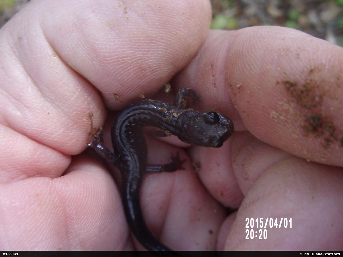 Wehrle's Salamander