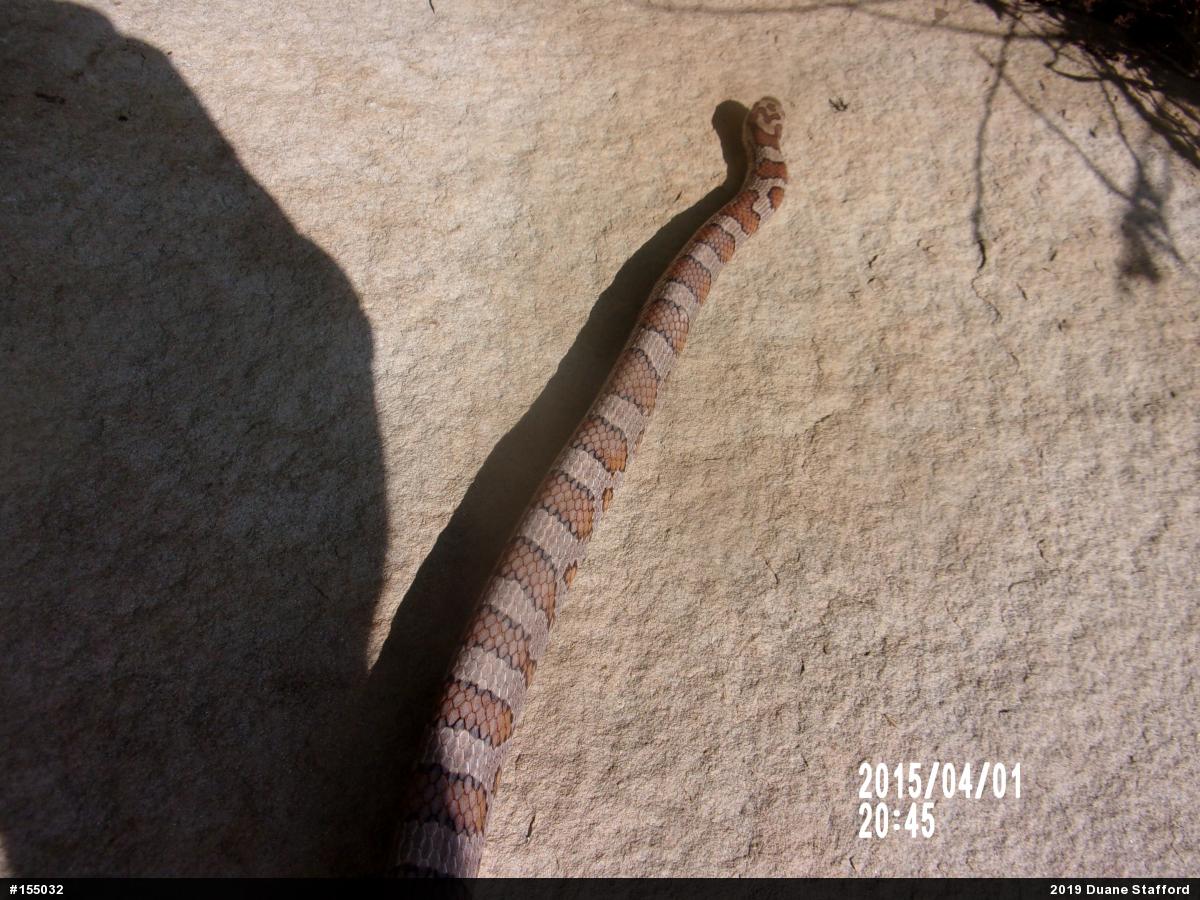 Eastern Milksnake