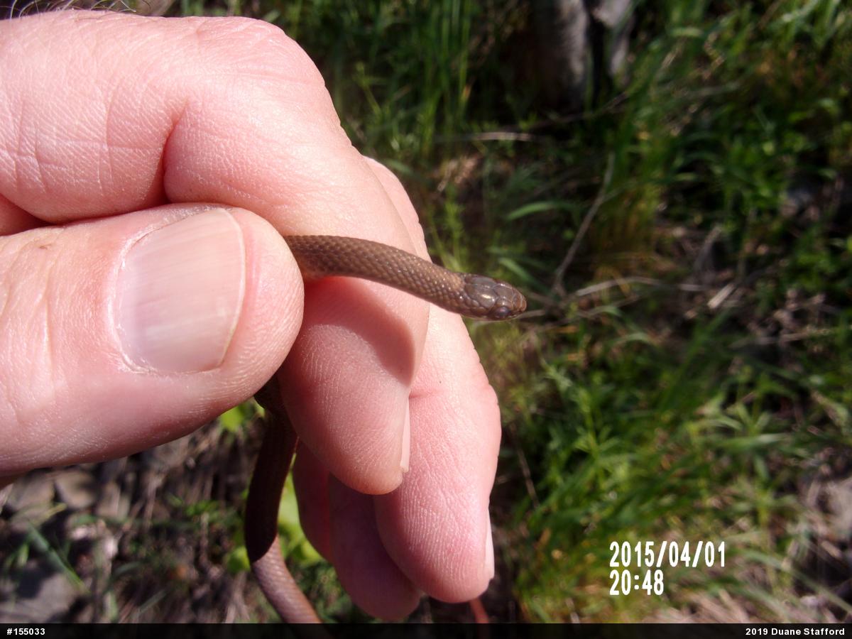 Red-bellied Snake