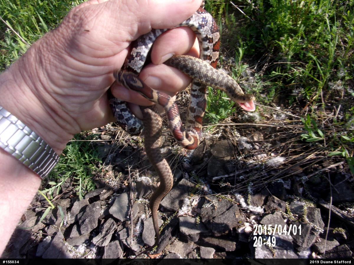 Eastern Gartersnake