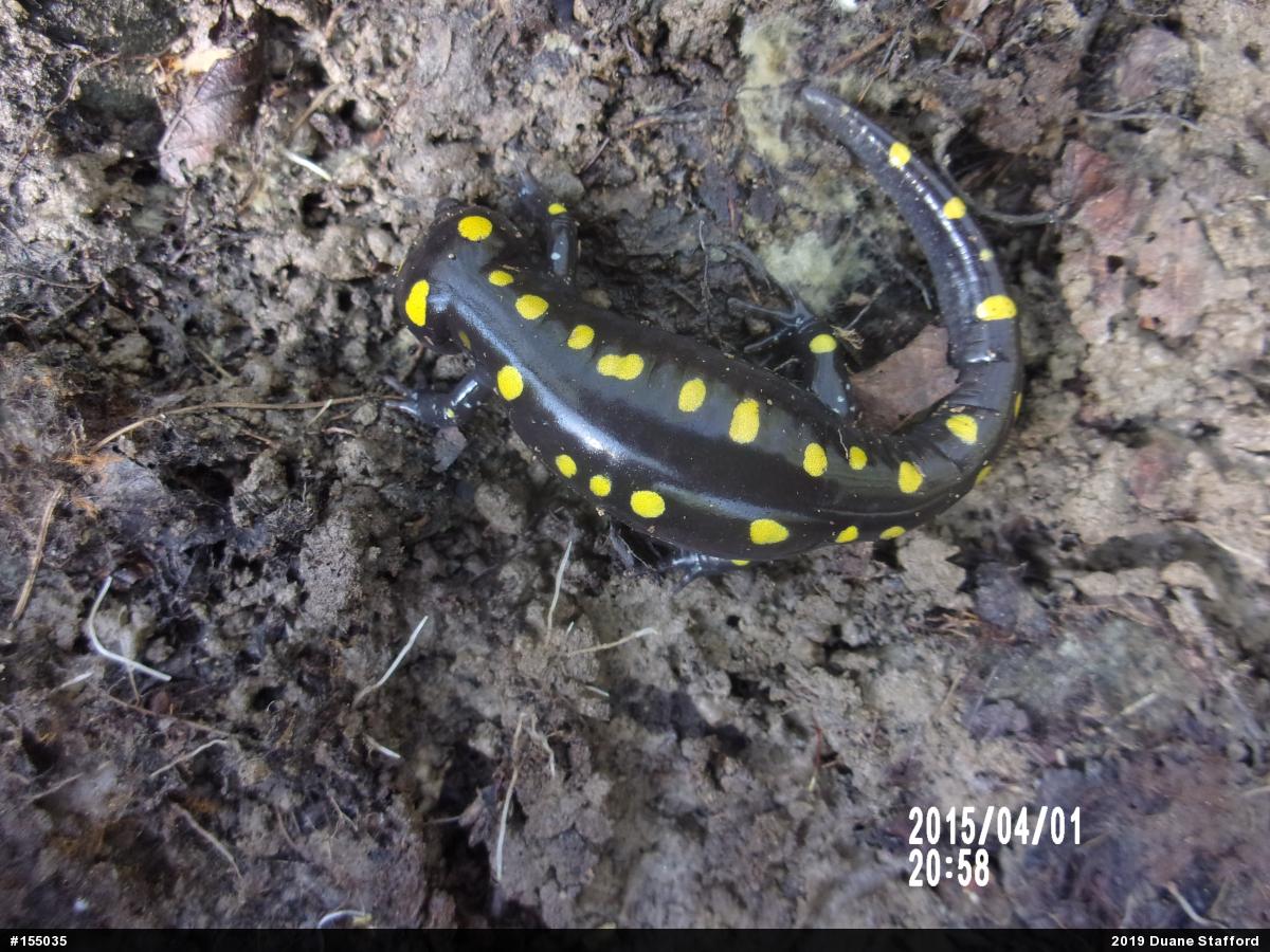 Spotted Salamander