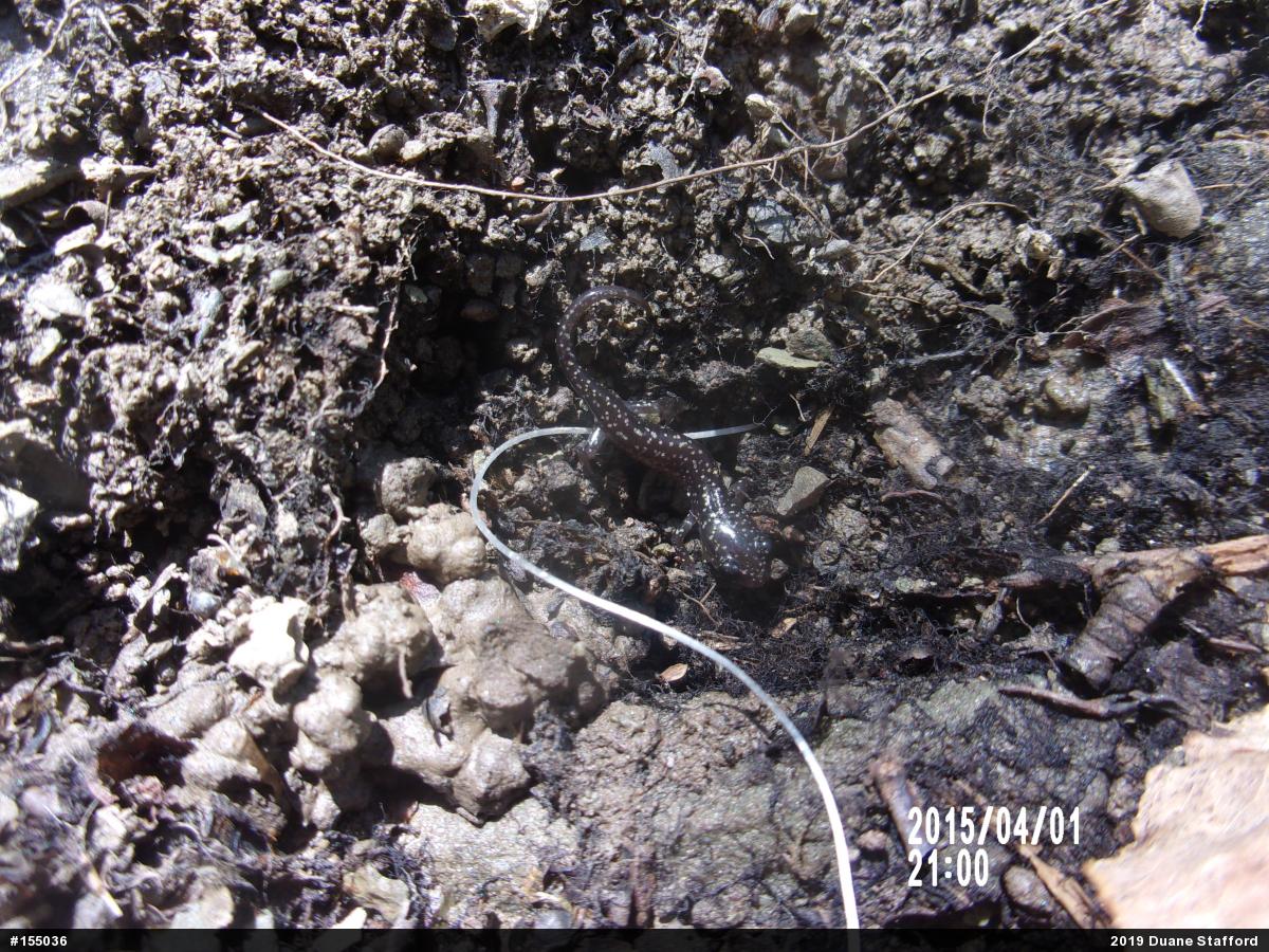 Northern Slimy Salamander