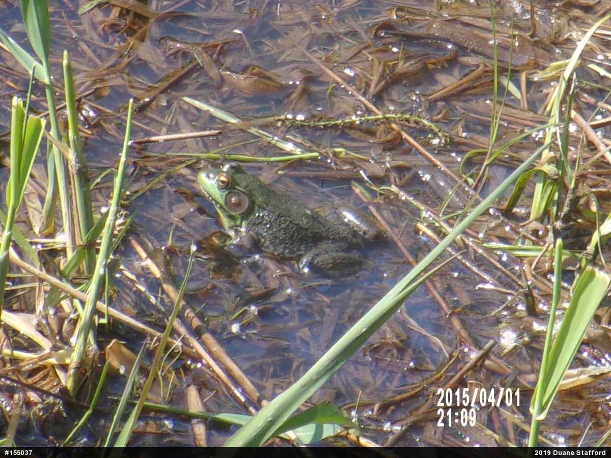 Green Frog