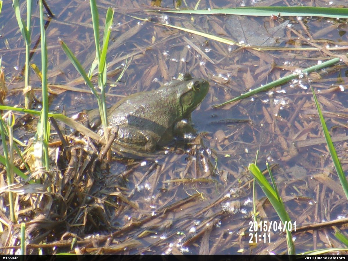 American Bullfrog