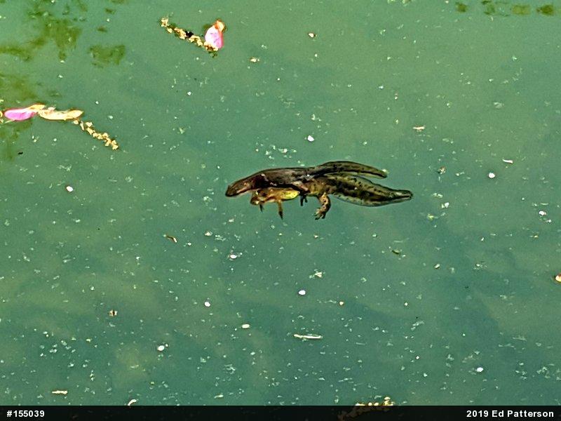 Red-spotted Newt