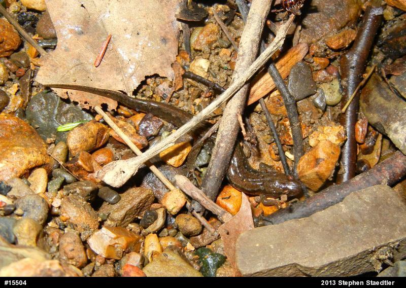 Northern Dusky Salamander