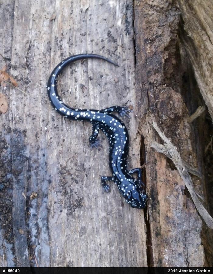 Northern Slimy Salamander